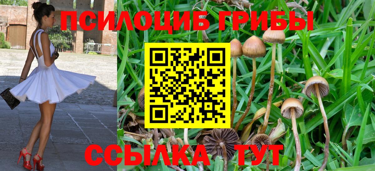 Псилоцибиновые грибы Magic Shrooms  что такое наркотик  Кингисепп  Вход с VPN 